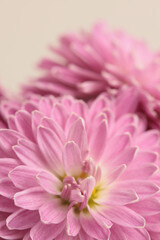 Close-up selective soft focus pink, lilac chrysanthemums, aster Flower bud, pestle; stamen, petals. Natural macro background