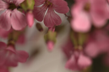Smoke close-up selective soft focus pink Gypsophila, Vaccaria Flower bouquet on gray beige. Natural art blur background.