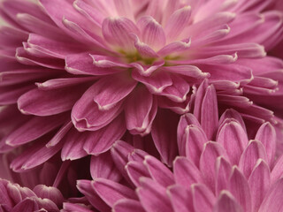 Close-up selective soft focus pink, lilac chrysanthemums, aster Flower bud, pestle; stamen, petals. Natural macro background
