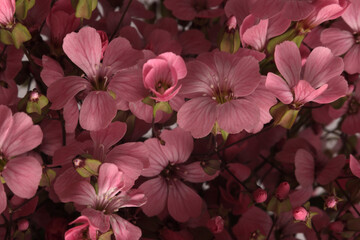 Smoke close-up selective soft focus pink, Gypsophila, Vaccaria Flower bouquet on gray beige. Natural art blur background.