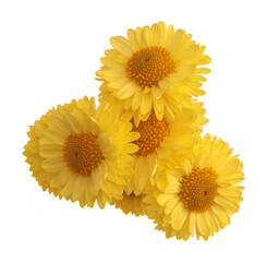 PNG close-up yellow Flower bud, pestle; stamen, petals. Natural macro isolated on transparent background