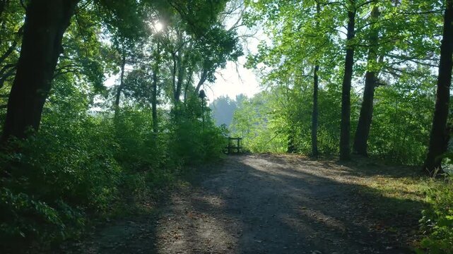 First-person view walking on a forest path with sunbeams