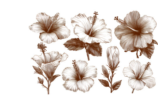 Elegant white and sepia tone floral arrangement delicate blossoms botanical art isolated close up isolated on transparent background