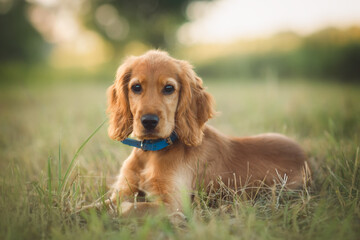 Obraz premium puppy spaniel