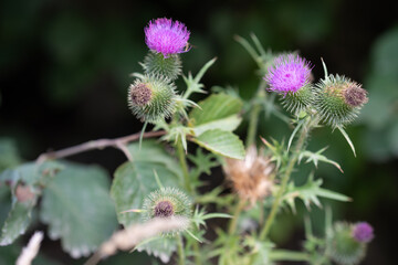 Close-up of purple thistle flowers blooming with green leaves on a sunny day in natural outdoor setting