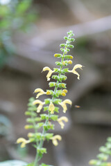 Tall Stem With Small Yellow Flowers In Garden, Close-Up Nature Still Life