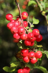 Crab apples on a tree in autumn