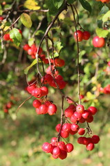 Crab apples on a tree in autumn