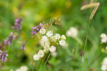 Delicate White Wildflowers in a Green Meadow With Soft Bokeh and Gentle Grass