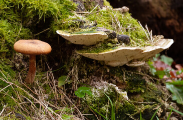 Fototapeta premium Champignons en forêt à l'automne.