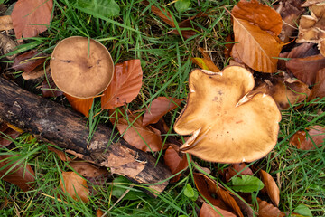 Champignons en forêt à l'automne.