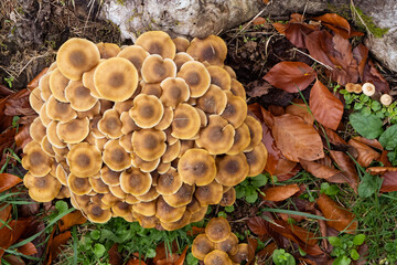 Champignons en forêt à l'automne.
