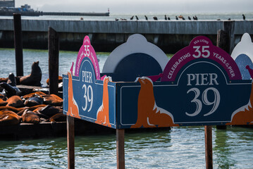 Sea lions lounge on floating docks at Pier 39 in San Francisco, California, with a colorful Pier 39 and Celebrating 35 Years sign, boats, and a breakwater in soft daylight.