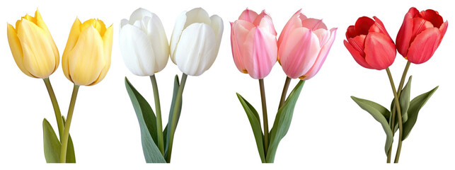 Obraz premium PNG Colorful tulips in bloom, element set on transparent background