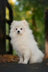 white pomeranian small dog puppy
