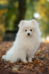 Fototapeta premium white pomeranian small dog puppy