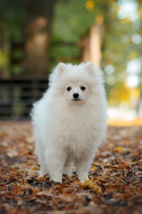Fototapeta premium white pomeranian small dog puppy