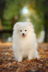 white pomeranian small dog puppy