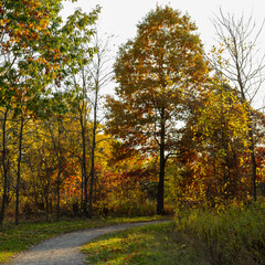 autumn in the park