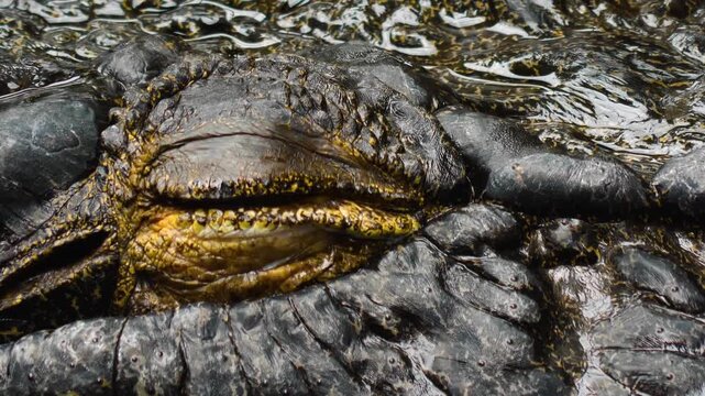 Close up view of the head of a large crocodile resting on the water surface on a sunny da in springtime