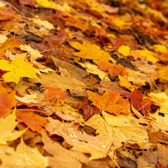 autumn leaves on the ground