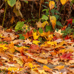 autumn leaves on the ground