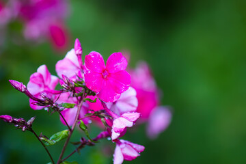 Bright pink flowers of Phlox paniculata.