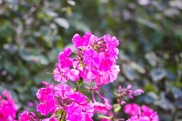 Fototapeta premium Bright pink flowers of Phlox paniculata close up.