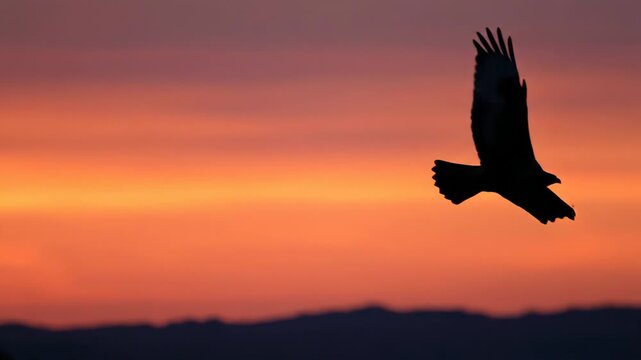 A silhouette of an eagle soaring against a vibrant orange and purple sunset sky