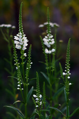Physostegia virginiana. White flowers in the summer garden. Floral background.