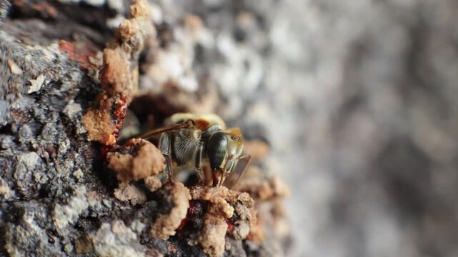 Close-up macro shot of stingless bees, a species that produces medicinal honey in the rainy forests of Peru, sustainably harvested by native communities