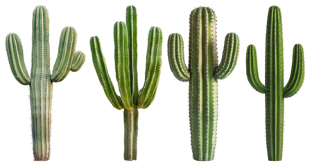 PNG Vibrant cacti isolated collection, element set on transparent background