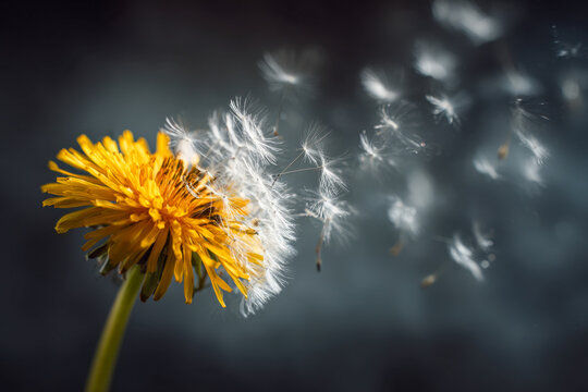 Yellow dandelion flower releasing white seeds gently floating through the air on a dark blurred background with soft natural lighting