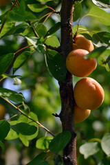 A bunch of natural organic  ripe apricots. Food summer background. 