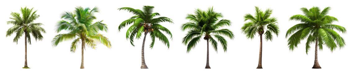 Fototapeta premium PNG Tropical palm trees collection, element set on transparent background