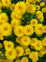 Flowering yellow chrysanthemums in autumn garden. Background with blossoming autumn. Yellow floral background.