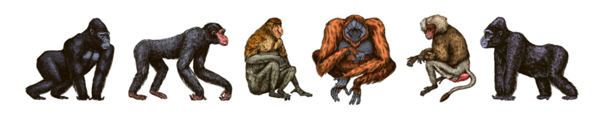 Bonobo or chimpanzee, Western gorilla , Orangutan in vintage style. Colombian capuchin Proboscis monkey. Spider monkey or Southern muriqui . Hand drawn engraved sketch in woodcut style. 