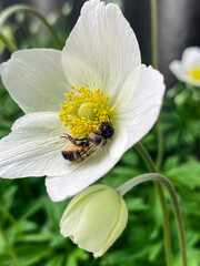 Obraz premium Delicate white wood anemone in the spring garden. and the bee. beautiful first spring flowers. Wood anemone bloomed in the city park.