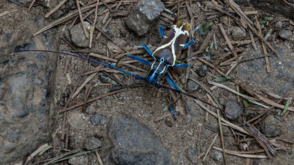 Long-horned beetle black and brown shelled with yellow pattern, unidentified