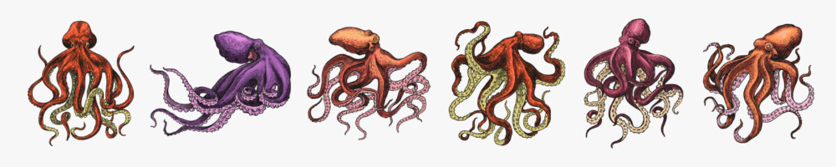 Sea octopus. Engraved hand drawn in old sketch, vintage creature. Nautical or marine, monster. Animal in the ocean. Template for logos, labels and emblems.