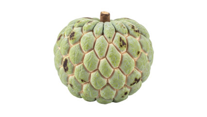 A single fresh ripe custard apple, also known as a sugar apple, isolated on a transparent background