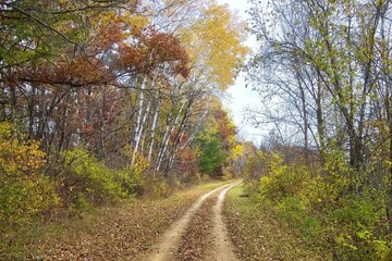 Fototapeta premium Beautiful late Autumn landscape of The 400 State Trail passing through a colorful forest with Birch trees lining the trail near Reedsburg, Wisconsin.