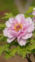 Obraz premium pink peony flower