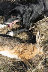 Wild hare, hunting trophy against the background of green autumn grass