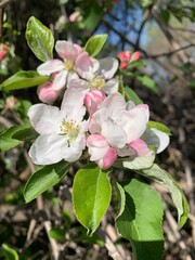 apple tree blossom