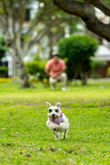 Miniature schnauzer dog running in park towards owner
