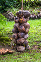 A vertical stack of dry coconuts on a green grassy lawn in Samoa, surrounded by tropical vegetation. A curious local bird stands nearby, adding a touch of island life. Ideal for themes of agriculture