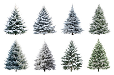 Fototapeta premium PNG Snow-covered evergreen trees collection, element set on transparent background
