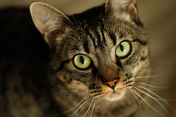 Katze blickt in die Kamera in Nahaufnahme