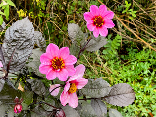 Pink Dahlia flower close up  blossom in the garden